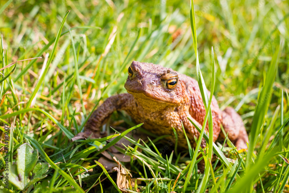 Fototapeta premium small frog sitting in garden