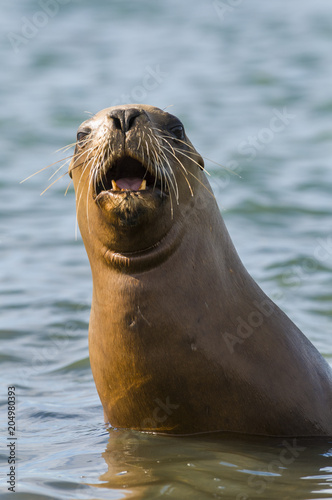 Sea lion female, patagonia Argentina