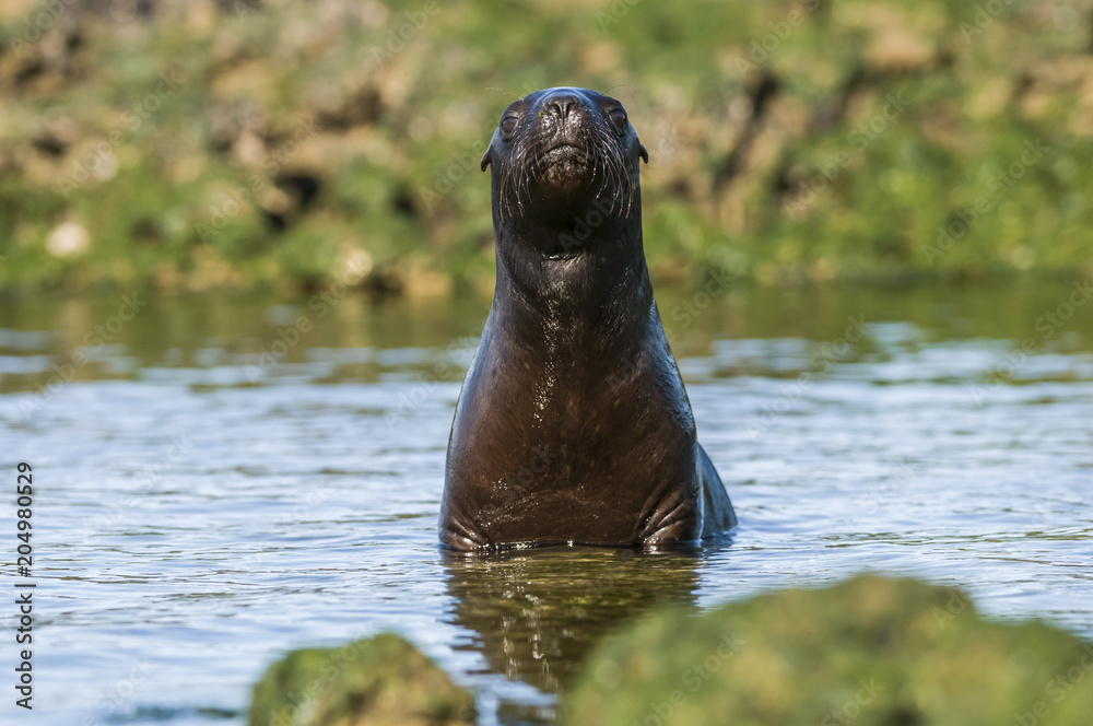 Fototapeta premium Sea Lion pup, Patagonia Argentina