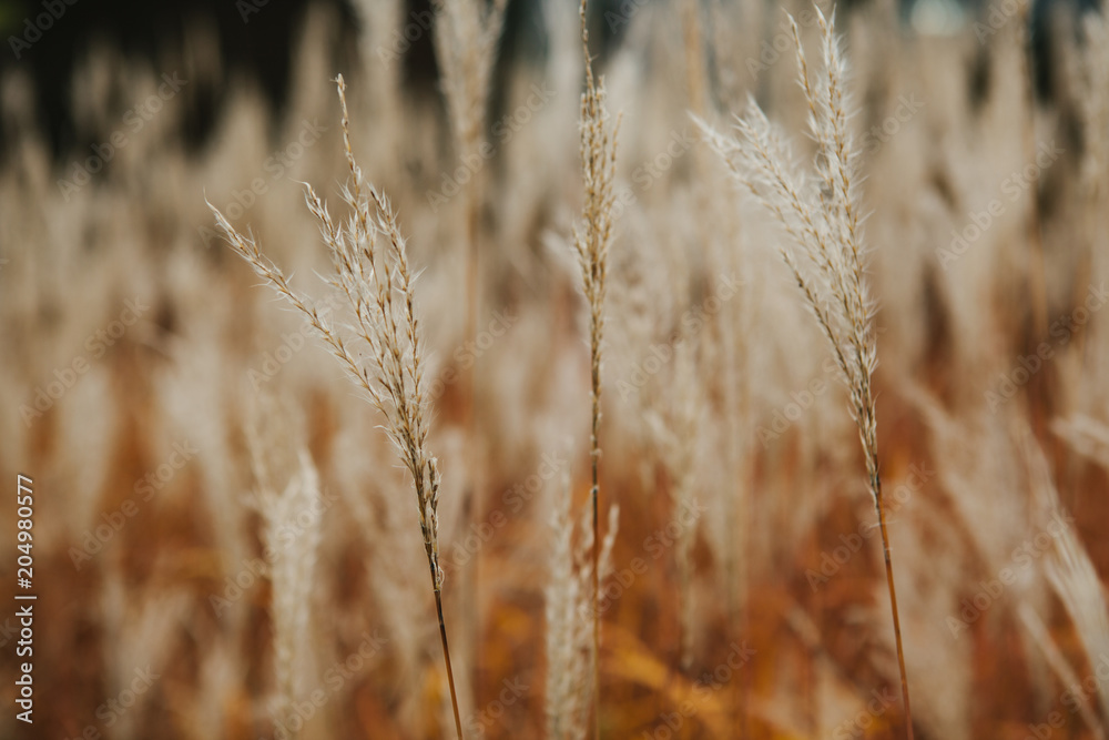 Ears and grass and landscaping and meadow or glade Ears and grass and landscaping and meadow or glade