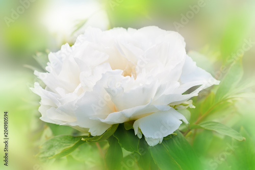 Big beautiful white tree-like peony flower in the spring garden. © iryna_l
