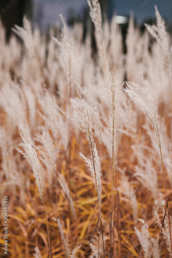 Fototapeta premium Ears and grass and landscaping and meadow or glade