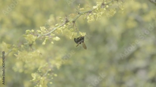 Bee and Forsythia