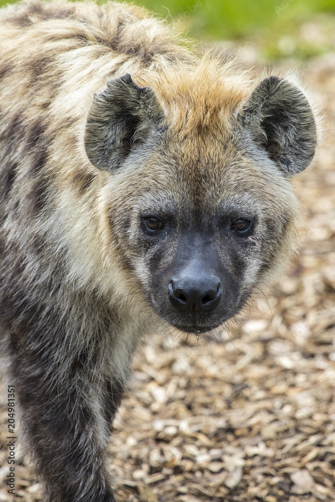 Hyena Hyena