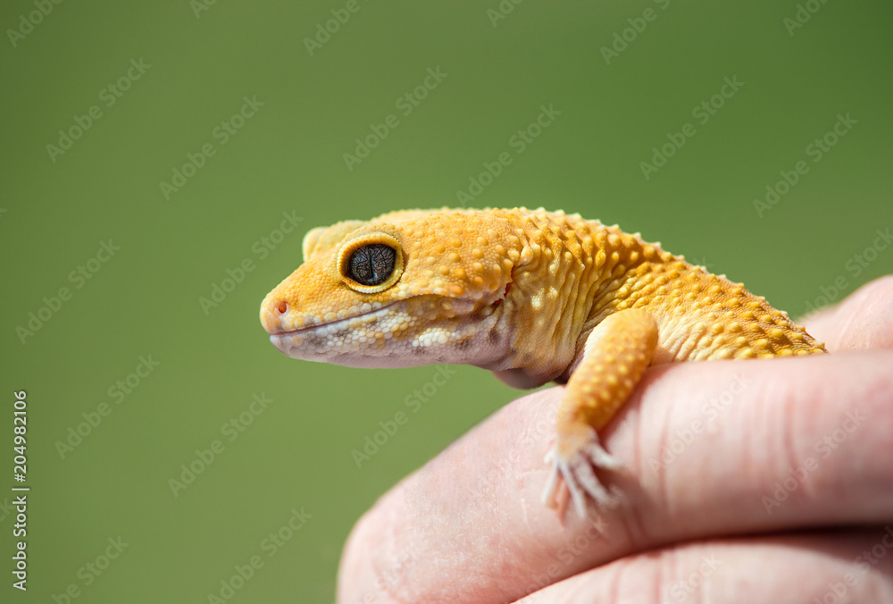 Fototapeta premium Hand holding a Common Leopard gecko (Eublepharis macularius), close-up. Natural green background with copy space.