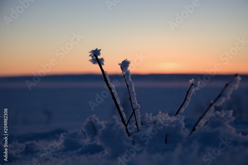 Wallpaper Mural detail of a frozen branch in a polar sunset Torontodigital.ca