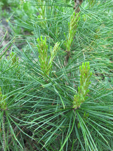Cedar has new twigs and needles. A young cedar in the spring there were shoots with light green needles.