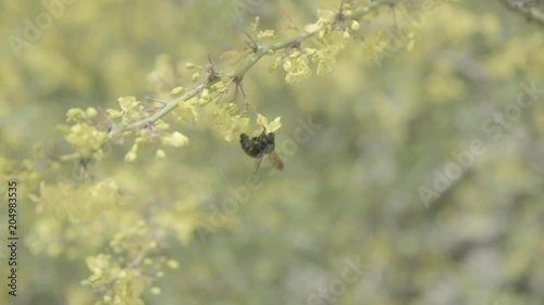Bee & Forsythia