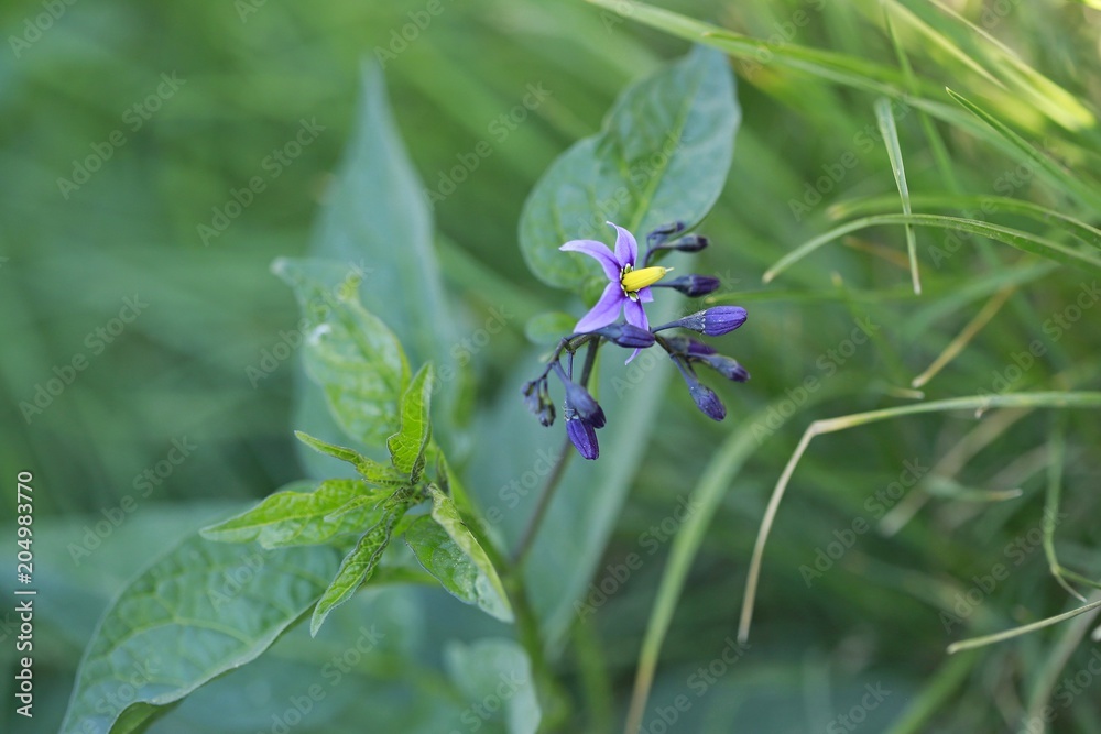 Violet and yellow flower of poisonous aubergine plant, Solanum dulcamara, growing in a shadow by water, wet green grass background Violet and yellow flower of poisonous aubergine plant, Solanum dulcamara, growing in a shadow by water, wet green grass background