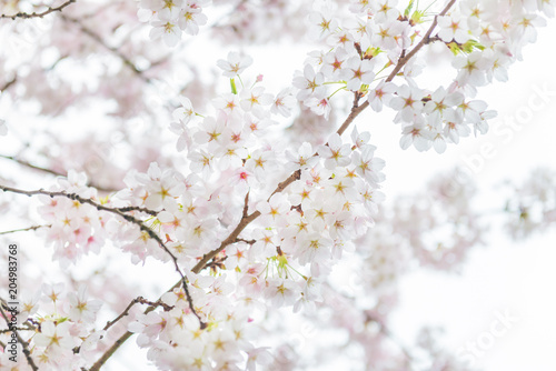 White Blossom Cherry Tree during Spring Season