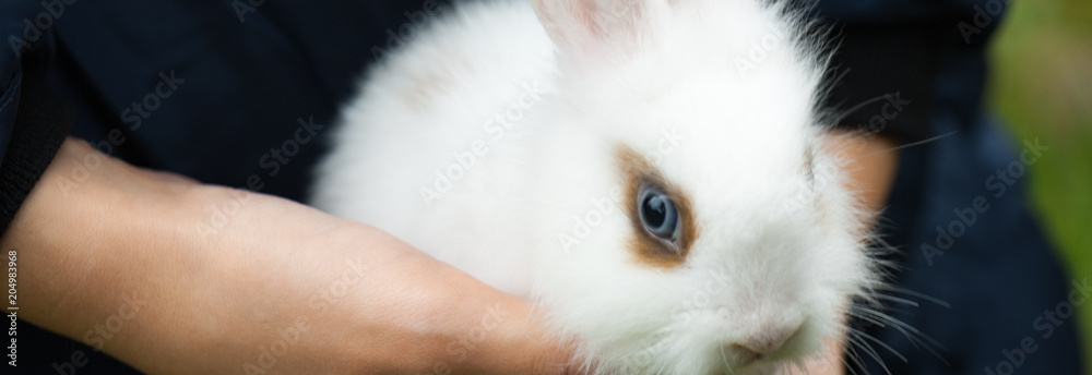 Panorama of white decorative rabbit in the hands Panorama of white decorative rabbit in the hands