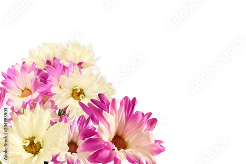 pink and white Gerbera Daisy flower in white background