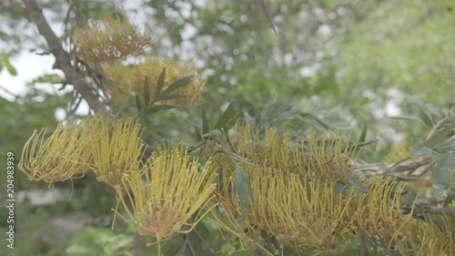 Silky Oak