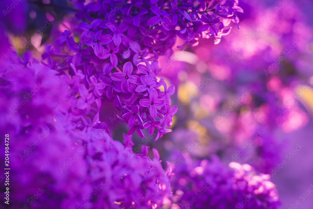 Flowering of purple lilacs Flowering of purple lilacs
