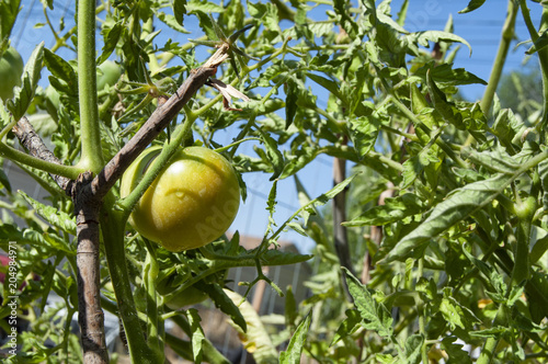 Tomato Ripening on the Plant