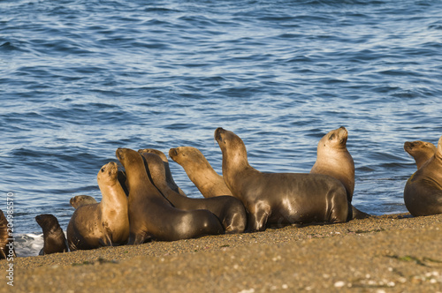 Sea lion female in colony, patagonia Argentina