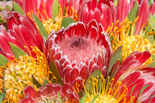 Fototapeta Naklejka Na Ścianę i Meble -  pink sugar bush protea flower, close up with leaves and other flowers in background. Proteas are currently cultivated in over 20 countries. The Protea flower is said to represent change and hope.
