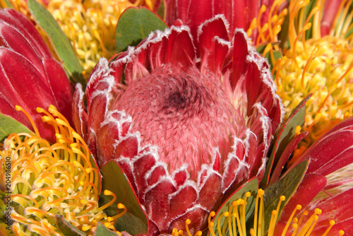 pink sugar bush protea flower, close up with leaves and other flowers in background. Proteas are currently cultivated in over 20 countries. The Protea flower is said to represent change and hope. photo