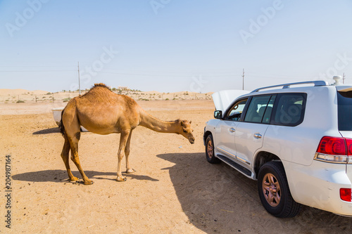 Camel standing in a jeep car in a desert near Abu Dhabi city in UAE country, in August 2015. photo