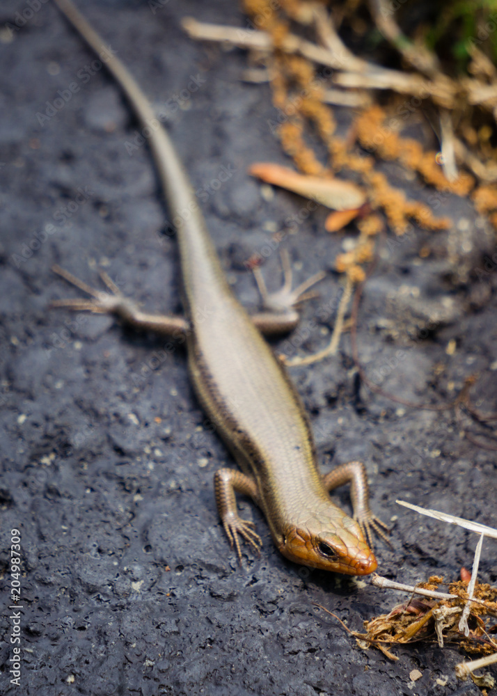 Fototapeta premium Lizard