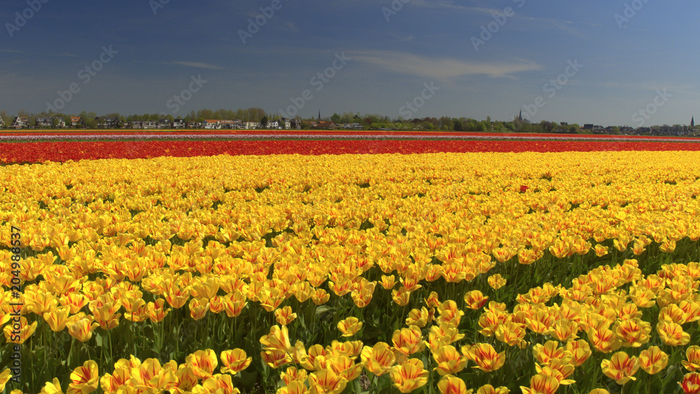 CLOSE UP: Big vast field of stunning red, yellow and pink tulips dancing in wind