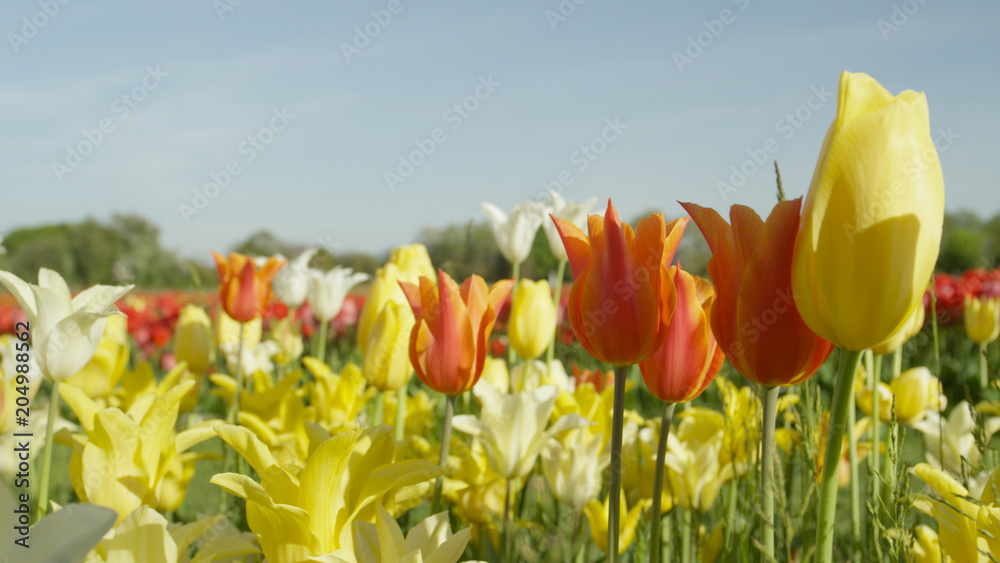 Obraz premium CLOSE UP: Lovely delicate silky tulips of different species, colors and shapes