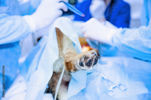 Fototapeta Naklejka Na Ścianę i Meble -  Dog surgery operation. (Health, animal, hospital, treatment, medicine concept)