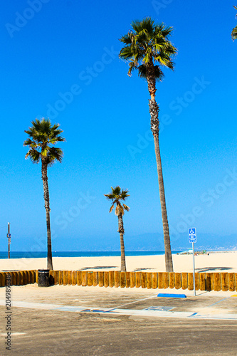 Beautiful palm trees by the Venice beach in Los Angeles photo