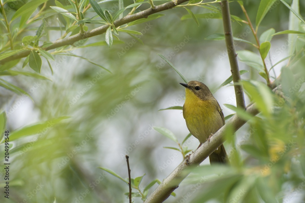 Obraz premium Female Common Yellowthroat