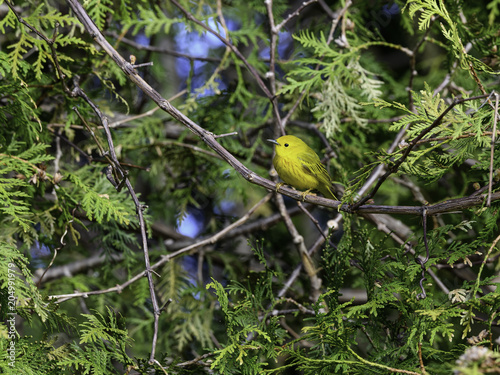 Yellow Warbler in Spring