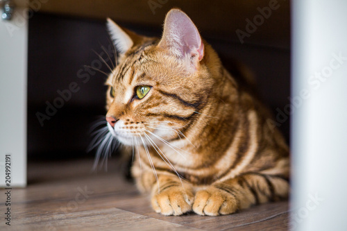 Cute bengal funny cat getting bore at home photo