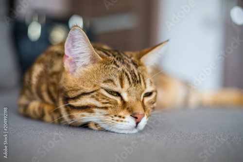 Cute bengal funny cat pretending to be sleep at home photo