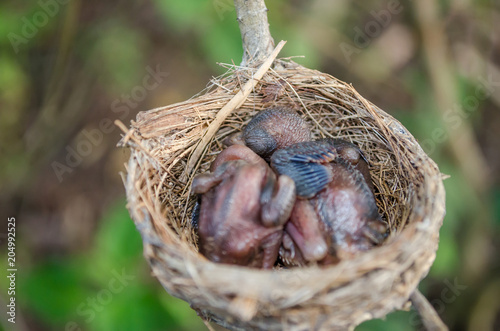 Newly born birds nest in nature.