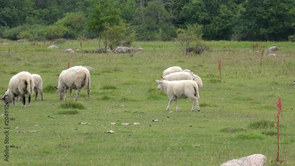 Group of Sheeps Grazing on the Green Lawn Group of Sheeps Grazing on the Green Lawn