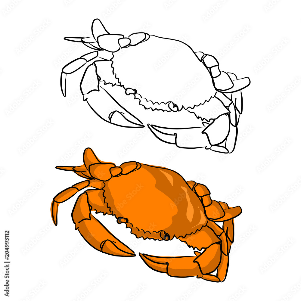 orange round crab vector illustration sketch doodle hand drawn with black  lines isolated on white background vector de Stock | Adobe Stock