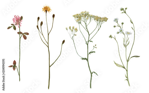 Set of watercolor plants isolated on white.