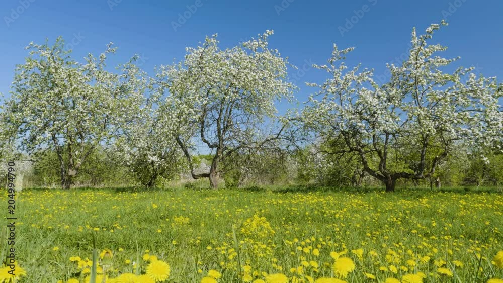 Blosoming apple fruit trees in orchard in springtime Blosoming apple fruit trees in orchard in springtime