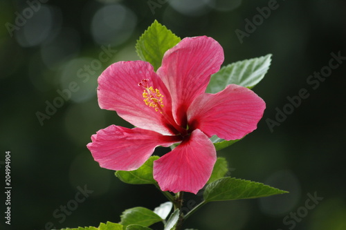Fototapeta Naklejka Na Ścianę i Meble -  Beautiful Pink Hibiscus Flower