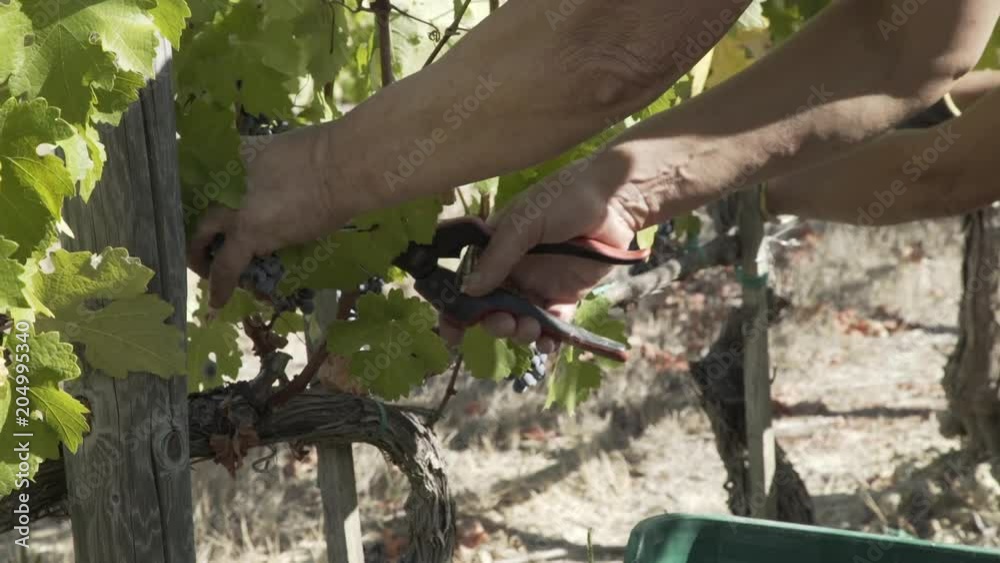 Close up, vineyard worker gathers grapes Close up, vineyard worker gathers grapes
