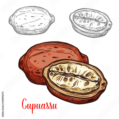 Cupuassu fruit sketch of tropical tree fresh berry