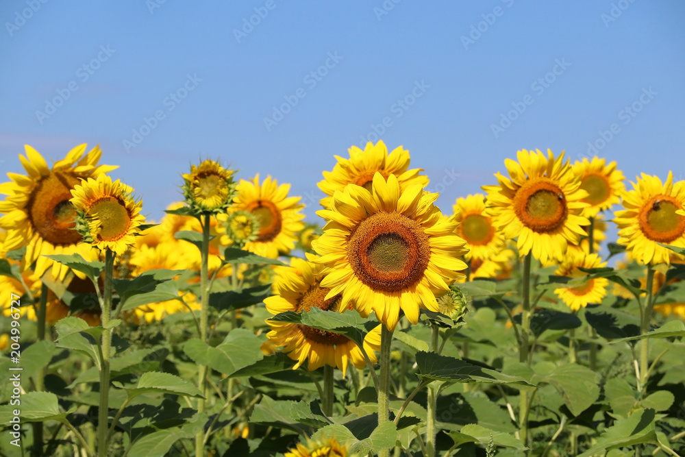 Beautiful summer nature background with sunflowers.  Rural landscape with a blue sky over sunflowers field in sunlight close up in a shallow depth of field. Agriculture, agronomy and farming concept.