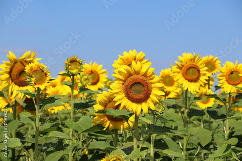 Beautiful summer nature background with sunflowers.  Rural landscape with a blue sky over sunflowers field in sunlight close up in a shallow depth of field. Agriculture  agronomy and farming concept.