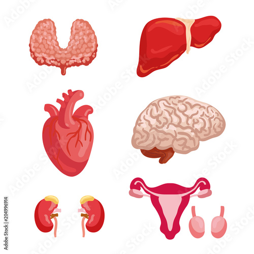 Human organ anatomy icon for medicine design