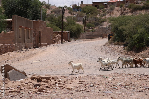 animales y naturaleza de jujuy photo