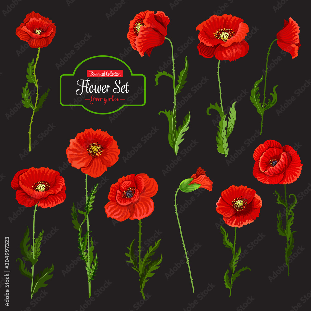 Poppy flower icon of red wildflower and green leaf Poppy flower icon of red wildflower and green leaf