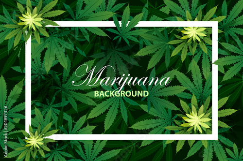 green cannabis leaf drug marijuana herb Background.