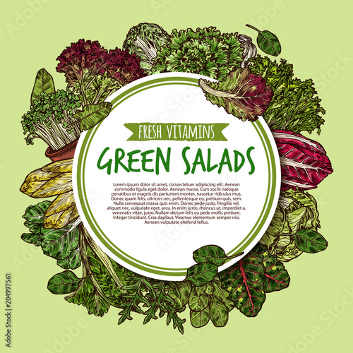 Green salad sketch poster of fresh leaf vegetable
