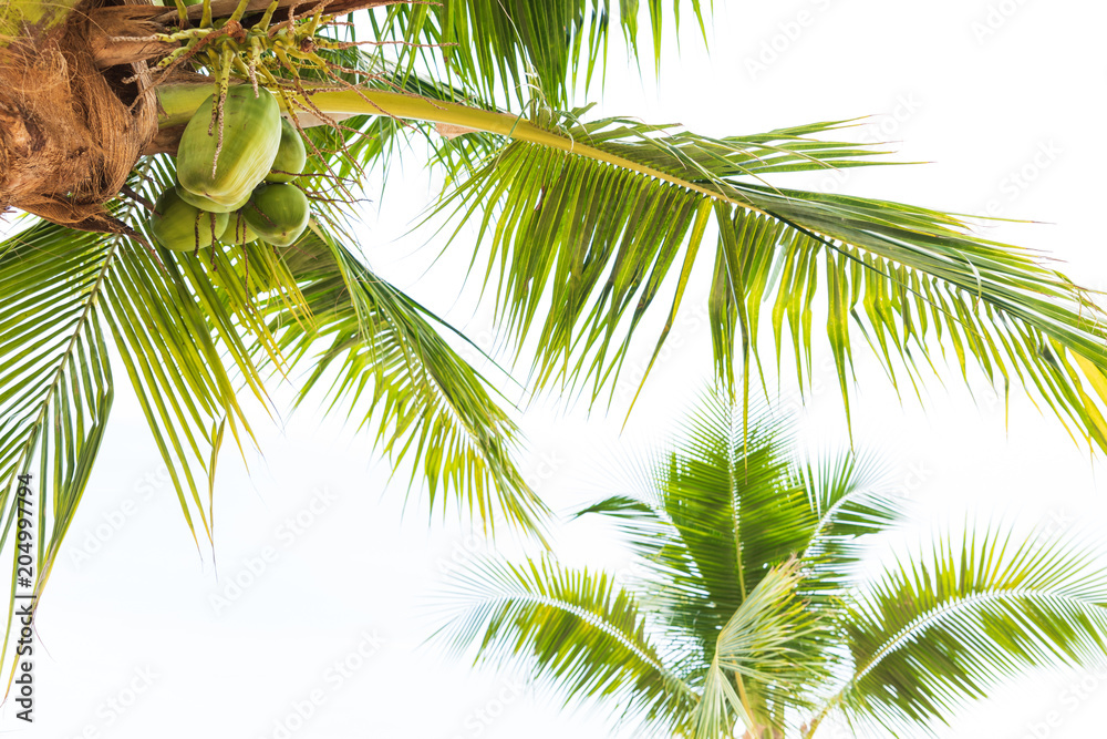 Fototapeta premium Coconut palm tree with white sky for summer holiday and vacation concept.