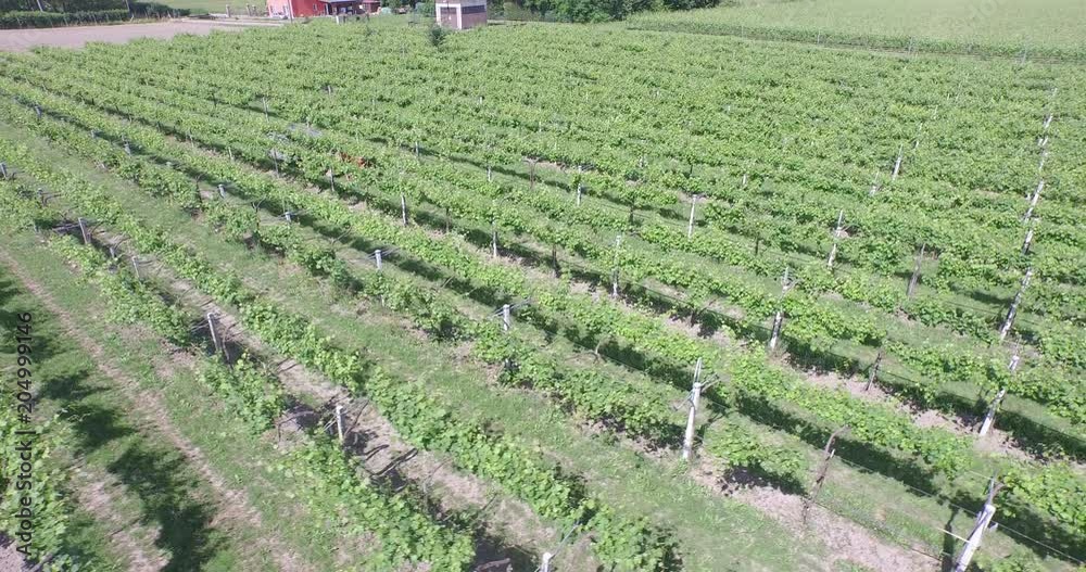 Pan left aerial, tractor drives through vineyard Pan left aerial, tractor drives through vineyard