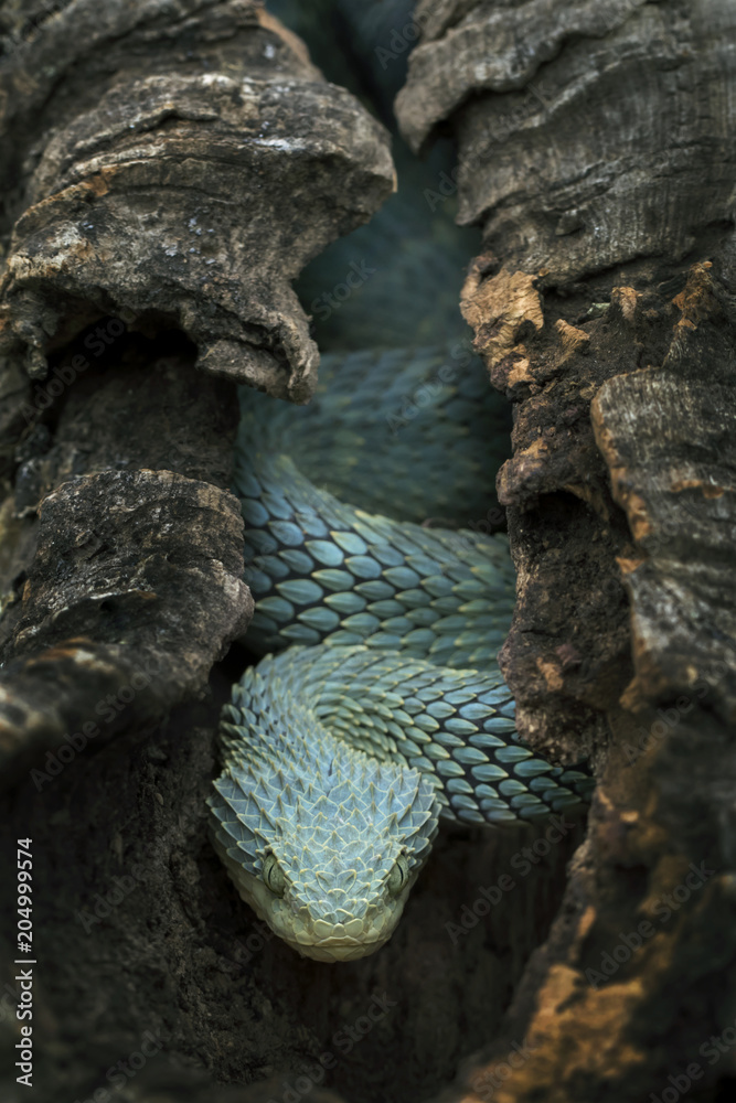 Bush viper / Atheris squamigera, A rare blue eyed form of t…